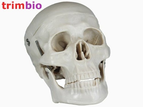 Life size human - life,
