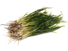 Vallisneria Torta Mini Twisted