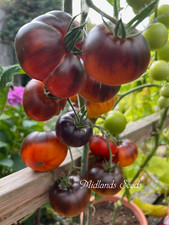 Cantati 17 -Stunning Rare Heirloom Tomato (20 seeds) sweet, meaty & anthocyanin
