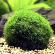 Marimo moss balls 4 cm - 5x,