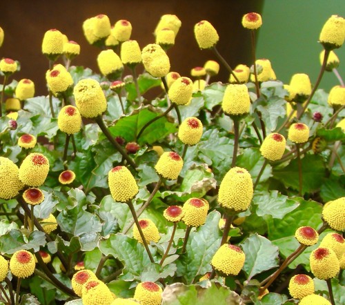 500x toothache spilanthes - 500x,