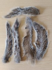 8 Grey Squirrel Tails. Dried