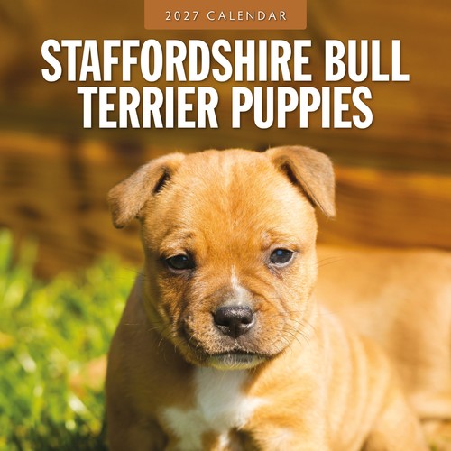 Staffordshire bull terrier - bull,