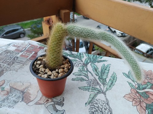 Hildewintera colademonis - hildewintera,