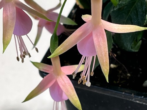 Fuchsia whiteknights pearl - fuchsia,