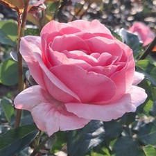 Queen elizabeth rose plant - elizabeth, 2l