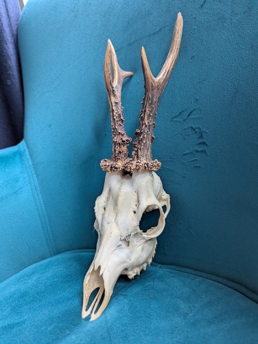 Full skull deer - full,