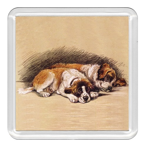 Saint bernard dog - st,
