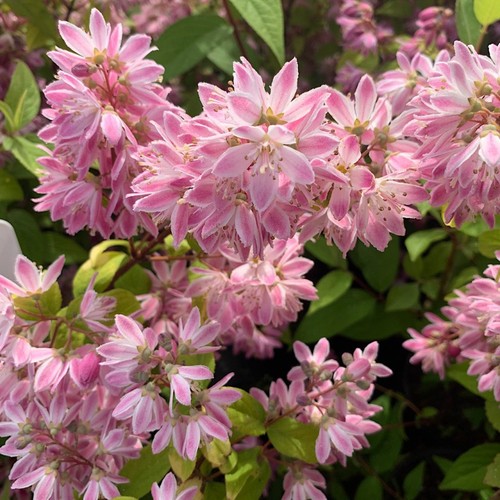 Deutzia strawberry fields - strawberry,