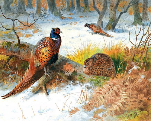 Thorburn archibald pheasants - thorburn,