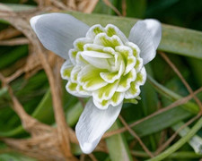X  1  bulb Galanthus ' Lady