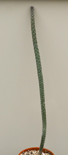 Peniocereus viperinus cactus - peniocereus,