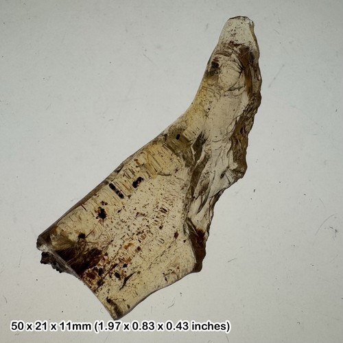 Madagascar copal with insect