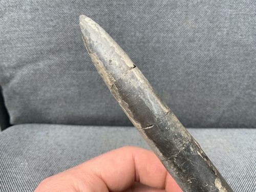 Fossil belemnite jurassic - fossil,