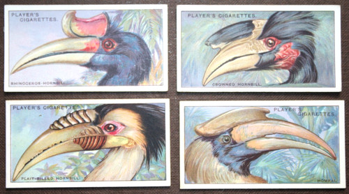 Hornbill x vintage - ,