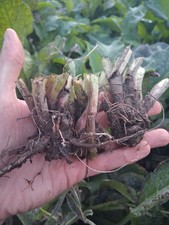 3x premium  Large Comfrey Crown Cuttings Healthy Organic Xl Quick Growin