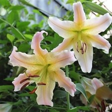 1-12 ELUSIVE ORIENTAL TRUMPET