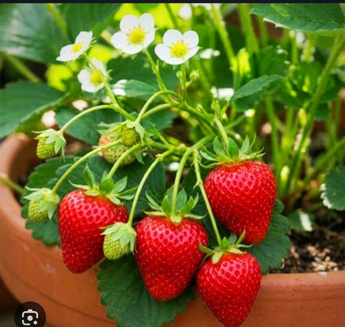 Great price 25x organic - great,