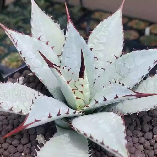 Agave kutsugen maiougi - agave, sp.kutsugen-no-maiougi