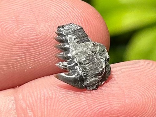 Fossil cow shark tooth - shark,