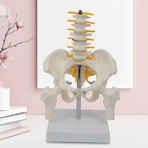 Pvc human pelvis skeleton - 1:1,