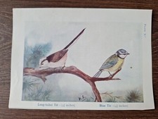 Vintage Long Tailed Tit And
