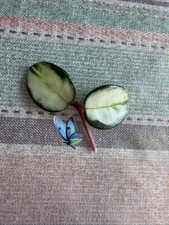 Hoya Mathilde Variegated -