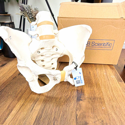 Scientific human pelvis - scientific,