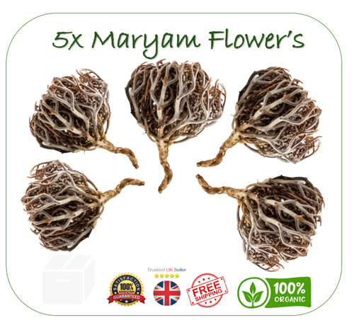 Maryam flower jericho - 5x,