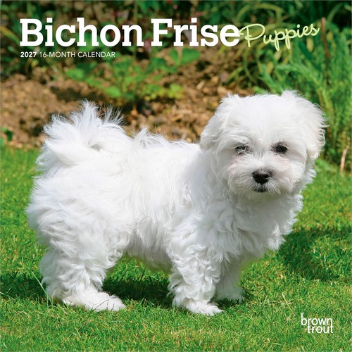 Bichon frise puppies 2027 - |,