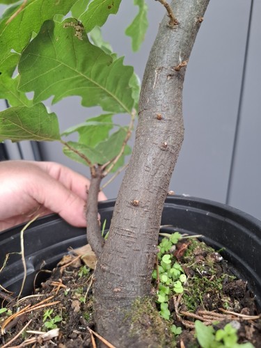 Chunky yamadori oak - chunky, bonsai