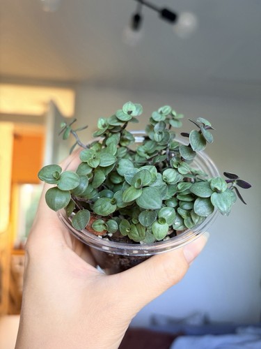Callisia repens turtle - callisia, /