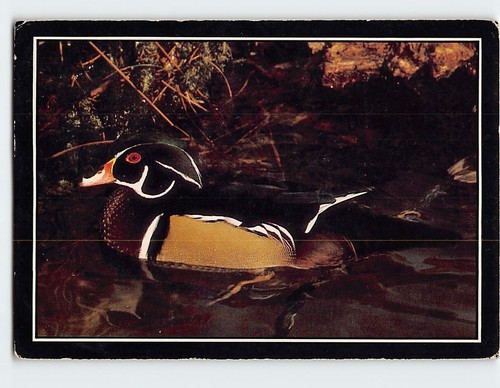 Postcard wood duck - postcard,
