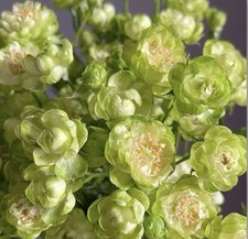 JAPANESE ROSE  PRINCESS MIDORI