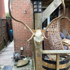Stag Antlers On Hardwood
