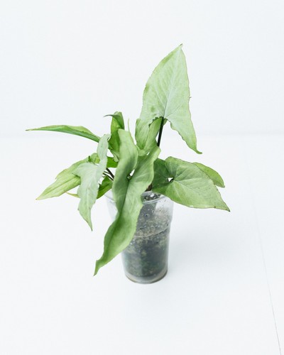 Unusual syngonium ngern - ✨unusual, syngonium✨'ngern