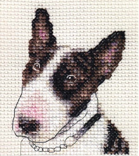 Bull terrier dog - bull,
