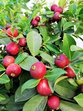 PSIDIUM CATTLEIANUM, Strawberry Guava, rare evergreen fruit shrub, 10cm