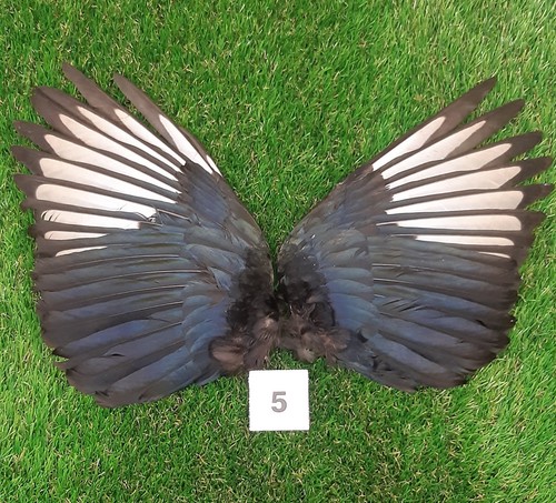 Genuine british magpie - wings, 5