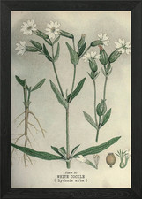 Types Of Plants Framed Wall