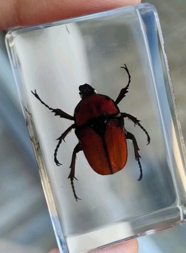 Real orange scarab beetle bug - real,