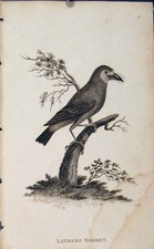 Original Old Antique Print