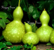 Large Bottle Gourd - Squash - 10 SEEDS - Cucurbita Pepo - Birdhouse - Climber