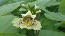 CATALPA OVATA, Yellow Catalpa, rare tree, ornamental flowers, 15+cm tall