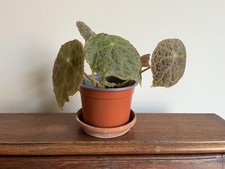 Begonia Goegoensis Rare Plant