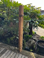 Short Lengths - Natural Apus