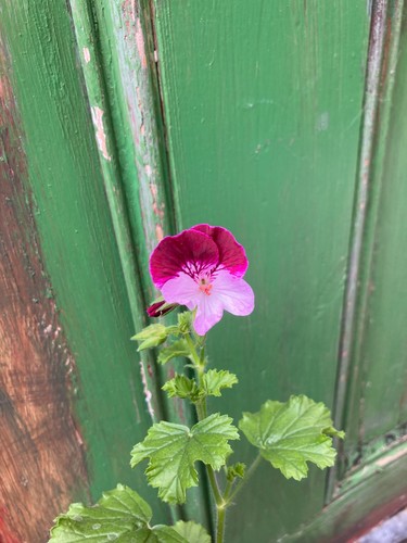 Pelargonium the mole angel - pelargonium,