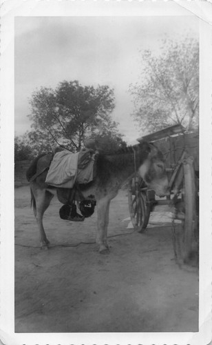 Vintage 1953 donkey carriage - vintage,