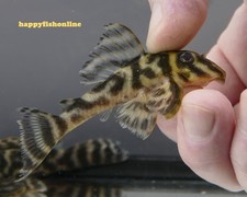 XL BREEDING PAIR OF L199