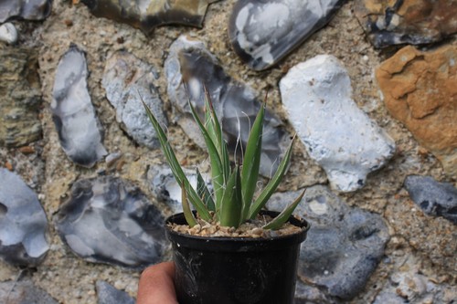 Thread agave filifera 9cm pot - filifera,